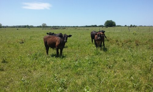 260 Acres in Red River County
