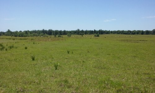 415 Acres in Bowie County