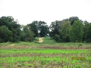 1658 Acres in Lamar County