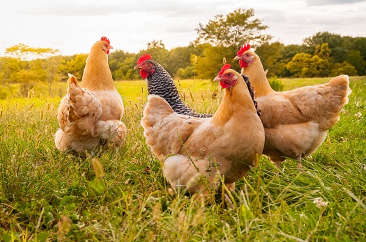 8 Easy Animals To Raise For New Farmers