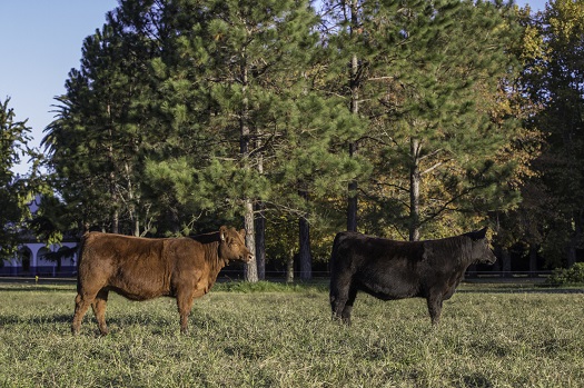 ranches-for-sale-in-texas