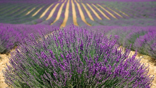 most profitable crops